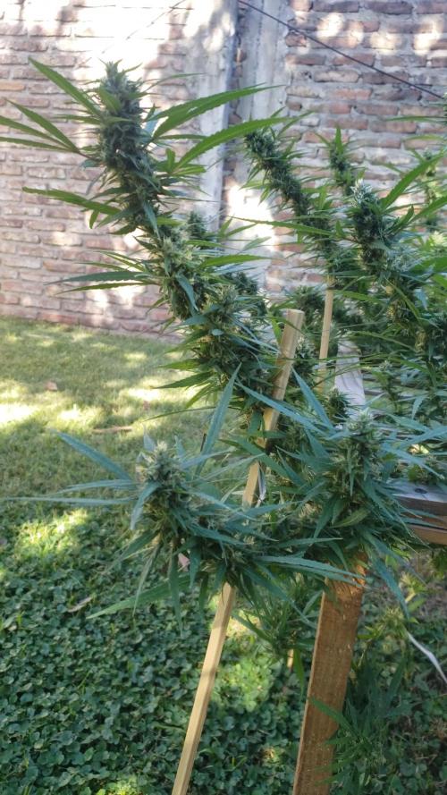 Seed Regular I - Outdoor 25