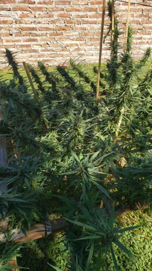 Seed Regular I - Outdoor 25