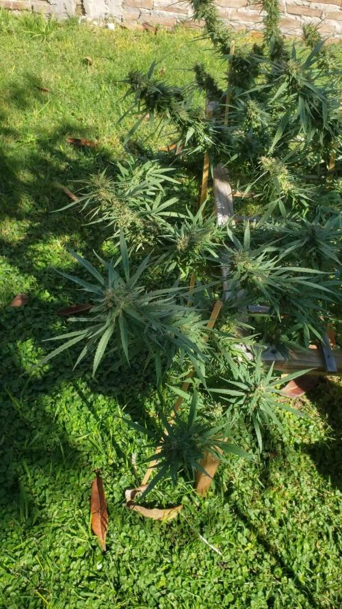 Seed Regular I - Outdoor 25