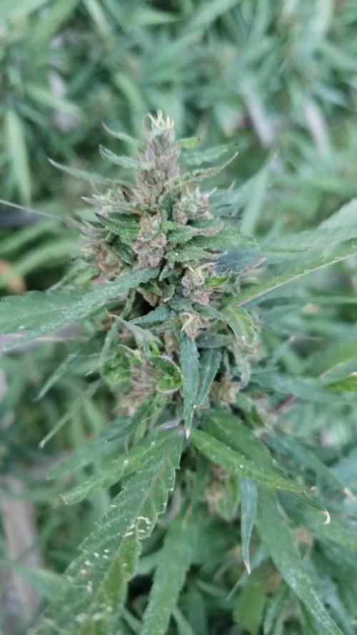 Seed Regular I - Outdoor 25