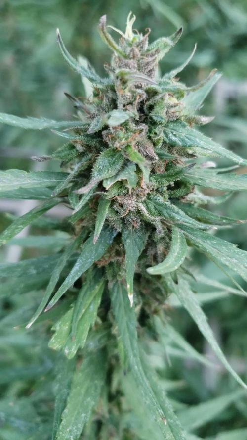 Seed Regular I - Outdoor 25