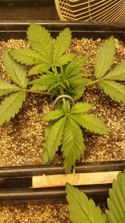 Strawberry Gorila Auto - indoor 2025