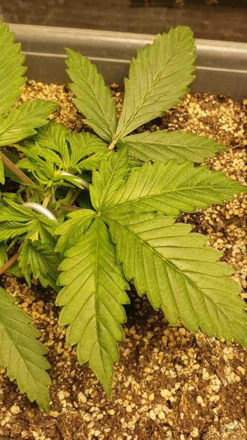 Auto Black Opium - Indoor 2025