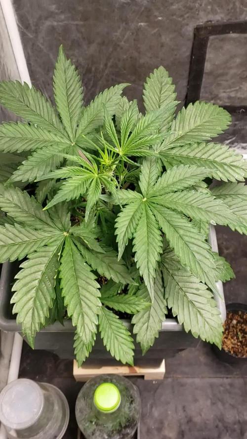 Auto Black Opium - Indoor 2025