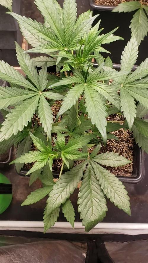Strawberry Gorila Auto - indoor 2025