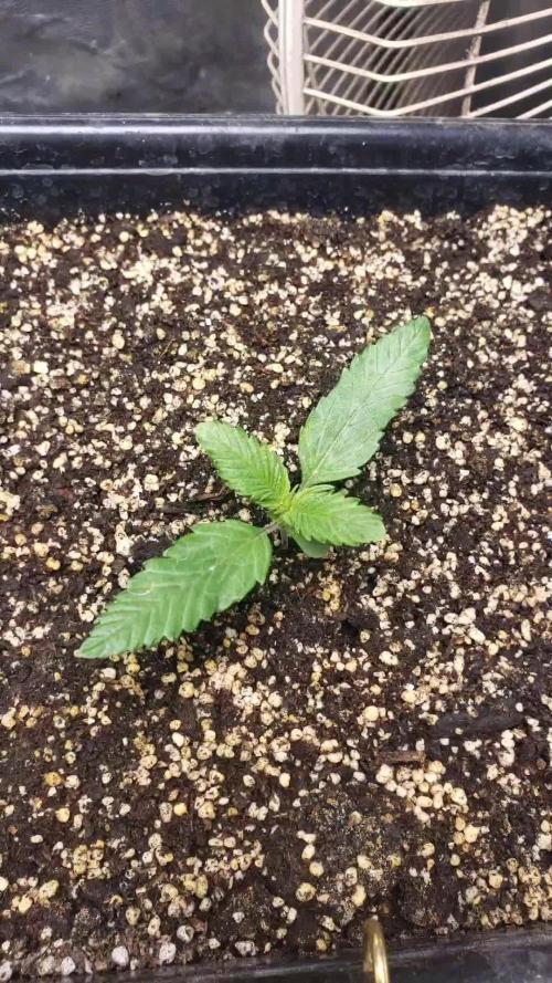 Strawberry Gorila Auto - indoor 2025