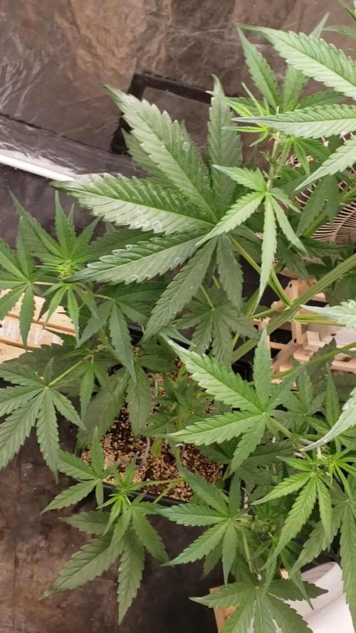 Auto Divine Rapier - indoor 2025