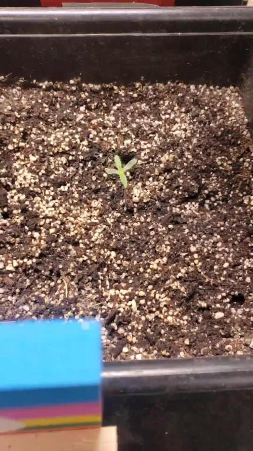 Auto Divine Rapier - indoor 2025