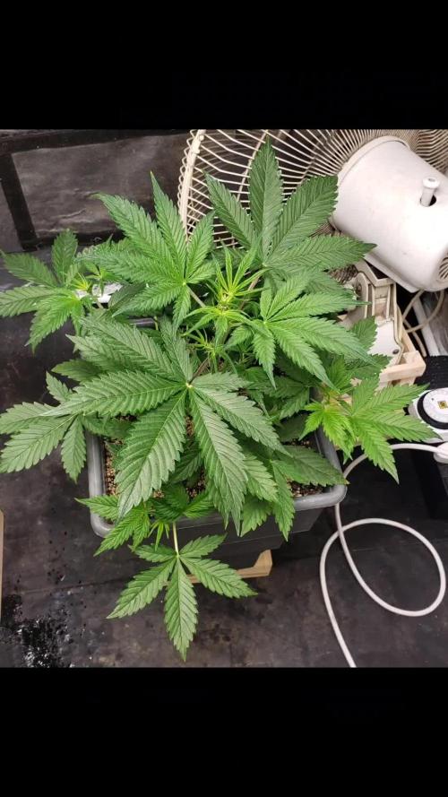 Auto Black Opium - Indoor 2025