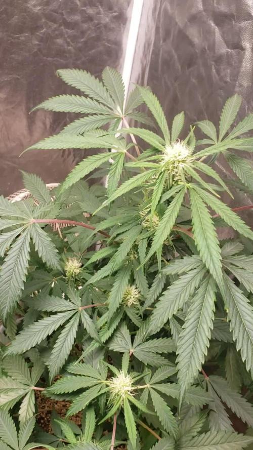 Auto Black Opium - Indoor 2025