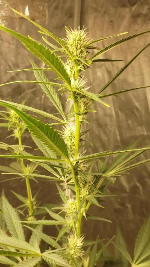 Strawberry Gorila Auto - indoor 2025