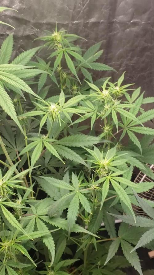 Auto Divine Rapier - indoor 2025