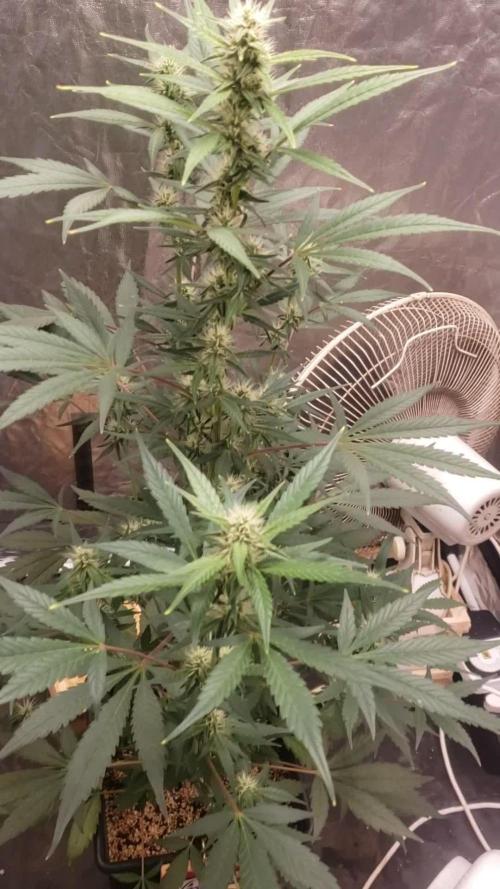 Strawberry Gorila Auto - indoor 2025