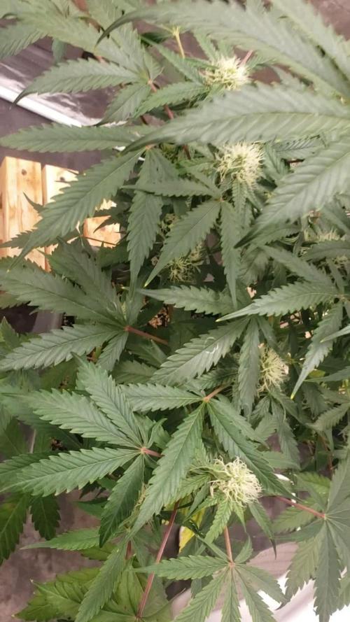Auto Black Opium - Indoor 2025