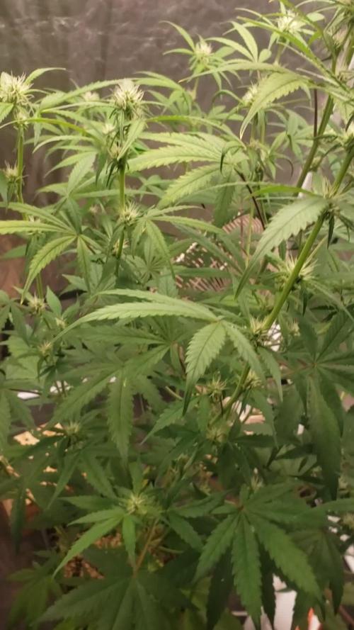 Auto Divine Rapier - indoor 2025