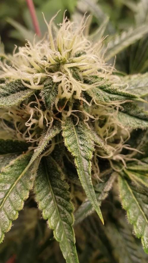 Auto Black Opium - Indoor 2025