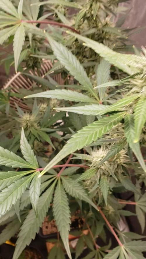 Strawberry Gorila Auto - indoor 2025