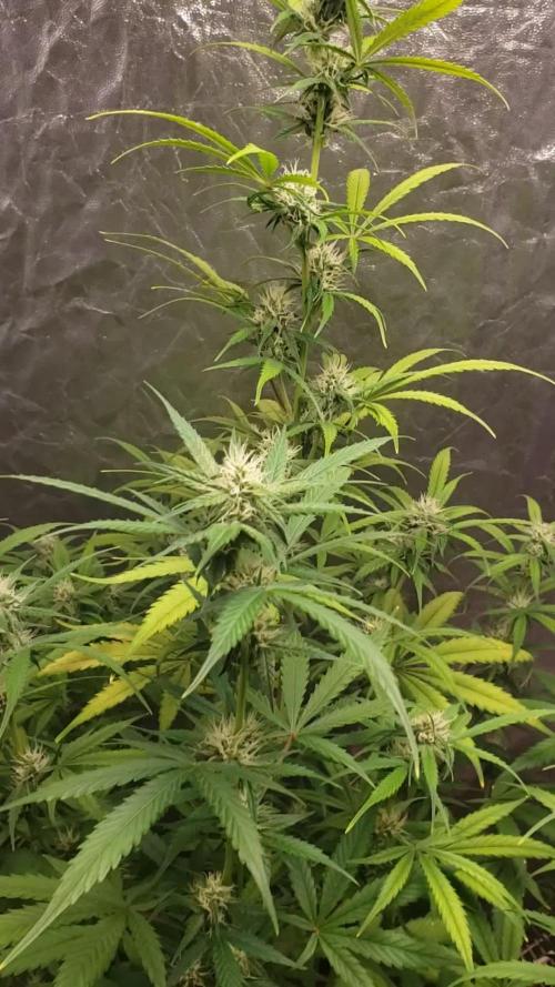 Auto Divine Rapier - indoor 2025