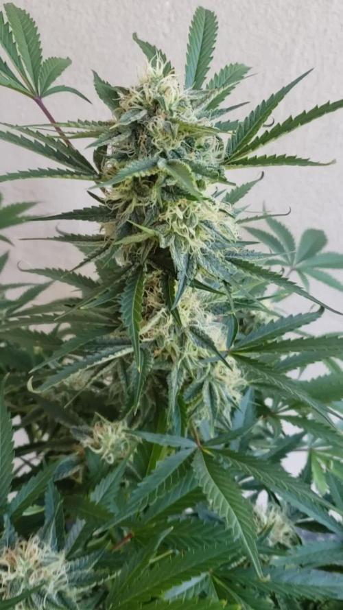 Auto Black Opium - Indoor 2025