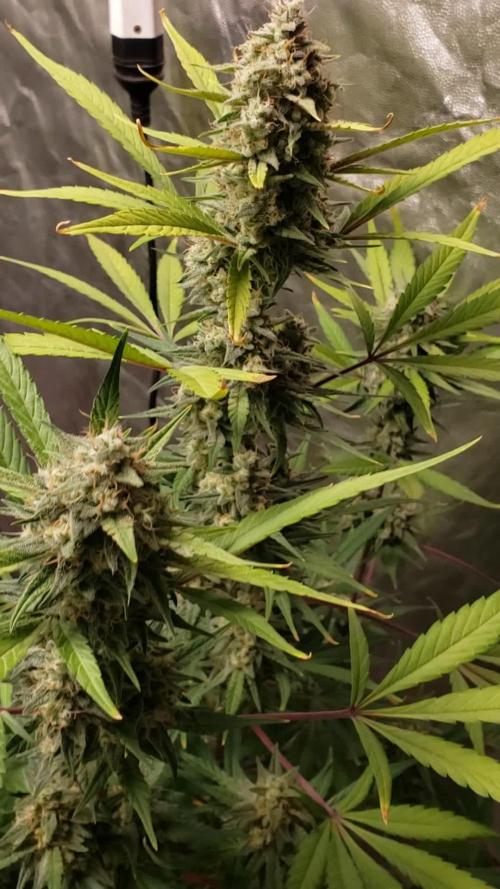 Strawberry Gorila Auto - indoor 2025