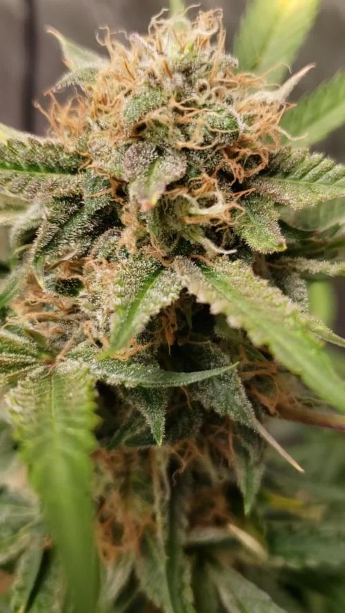 Auto Black Opium - Indoor 2025