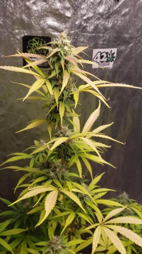 Auto Divine Rapier - indoor 2025