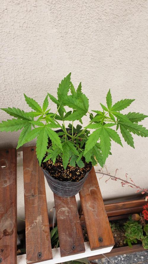 Seed Regular exterior 25/26. Week 1