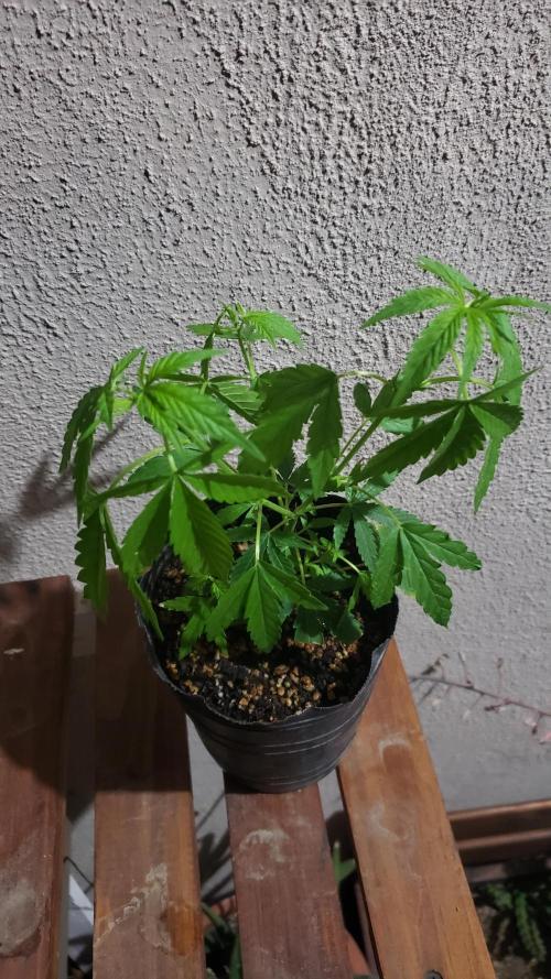 Seed Regular exterior 25/26. Week 1