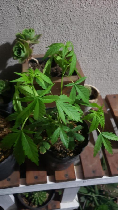 Seed Regular exterior 25/26. Week 1