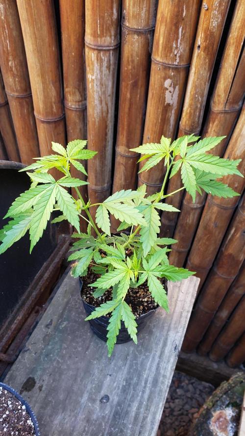 Seed Regular exterior 25/26. Week 1