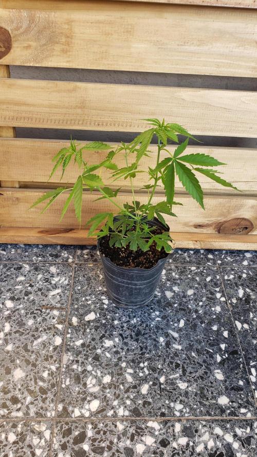 Seed Regular exterior 25/26. Week 1