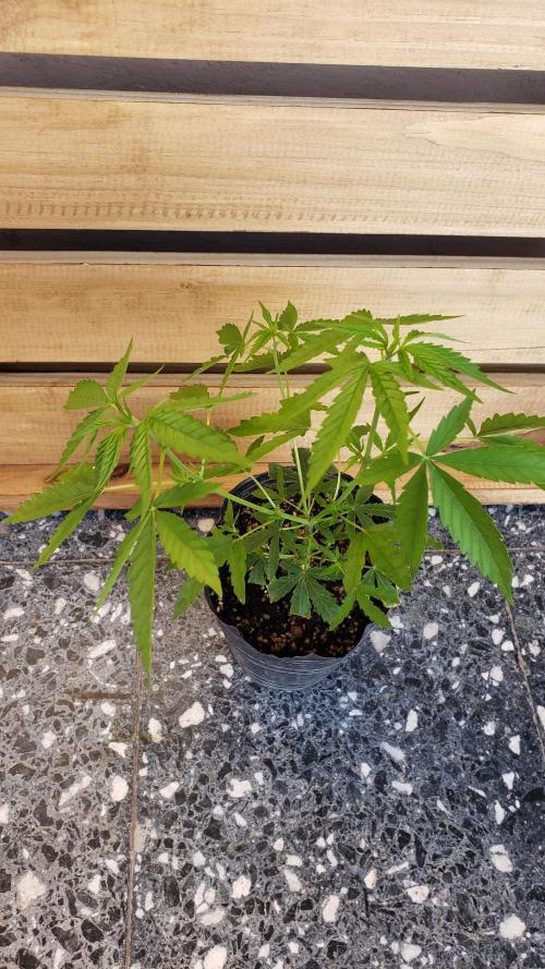 Seed Regular exterior 25/26. Week 1