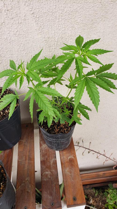 Seed Regular exterior 25/26. Week 1