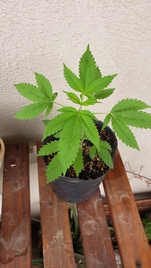 laughing budda Regular 25/26 - Outdoor. Week 1