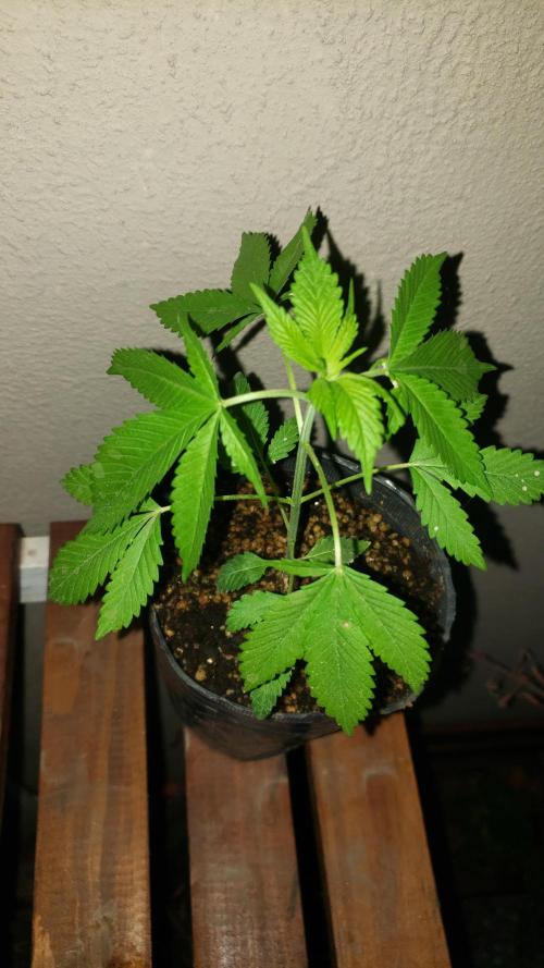 laughing budda Regular 25/26 - Outdoor. Week 1