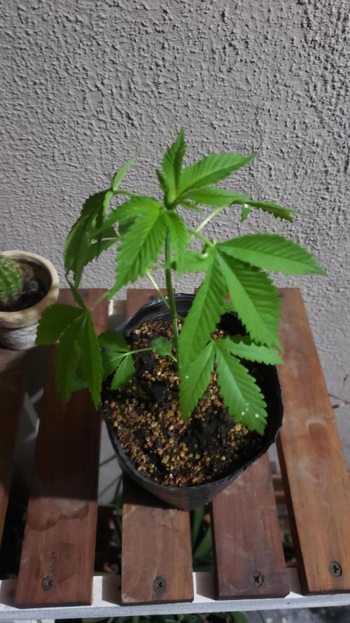 laughing budda Regular 25/26 - Outdoor. Week 1