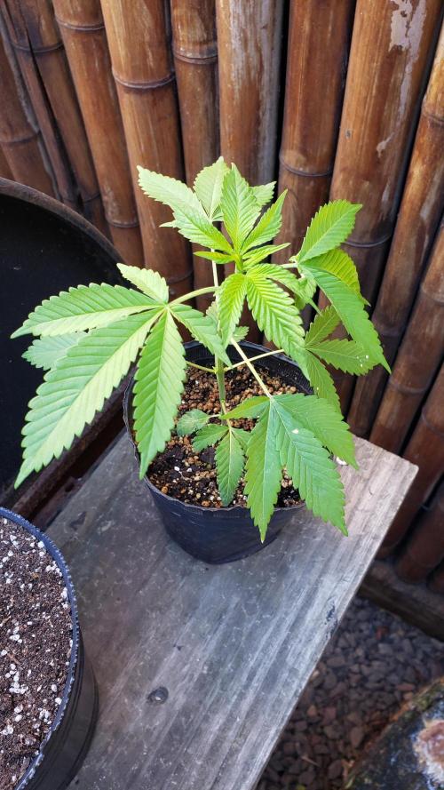 laughing budda Regular 25/26 - Outdoor. Week 1