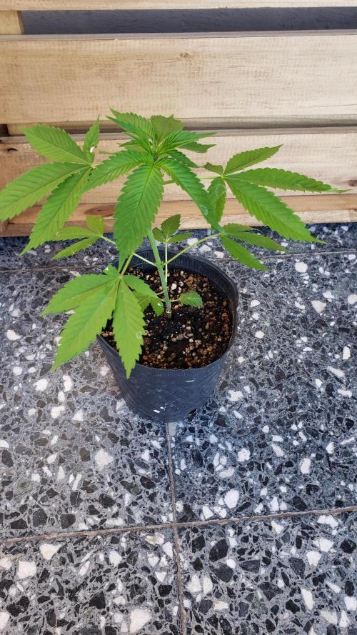 laughing budda Regular 25/26 - Outdoor. Week 1