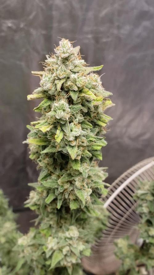 Strawberry Gorila Auto - indoor 2025