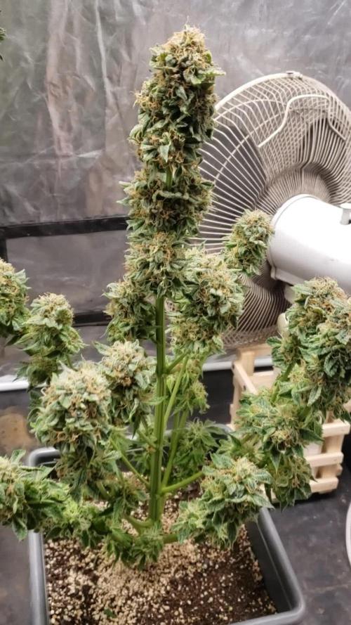 Auto Black Opium - Indoor 2025