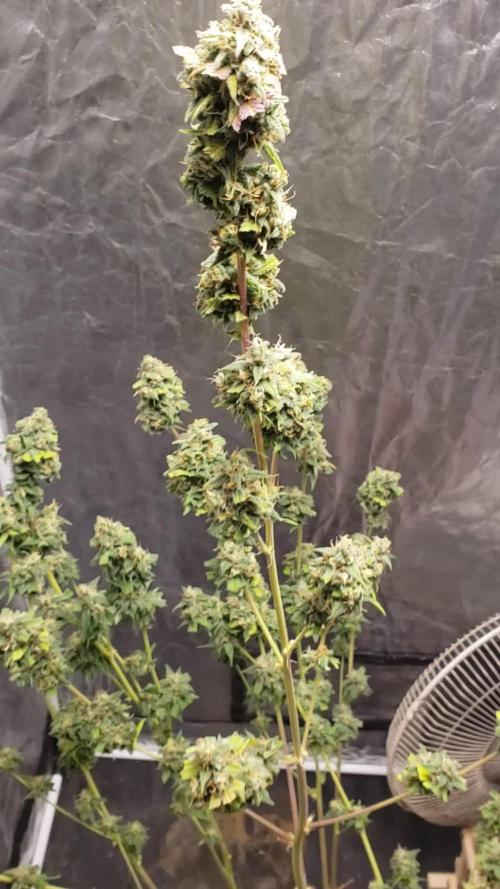 Auto Divine Rapier - indoor 2025