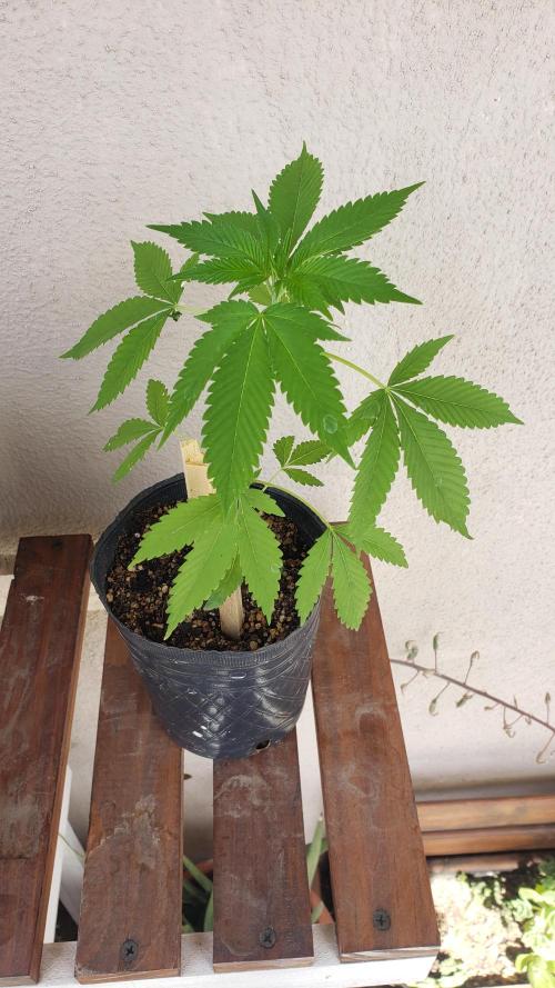 laughing budda Regular 25/26 - Outdoor. Week 2