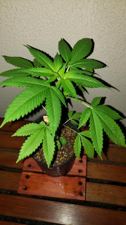 laughing budda Regular 25/26 - Outdoor. Week 2