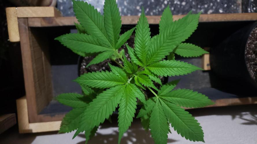 laughing budda Regular 25/26 - Outdoor. Week 2