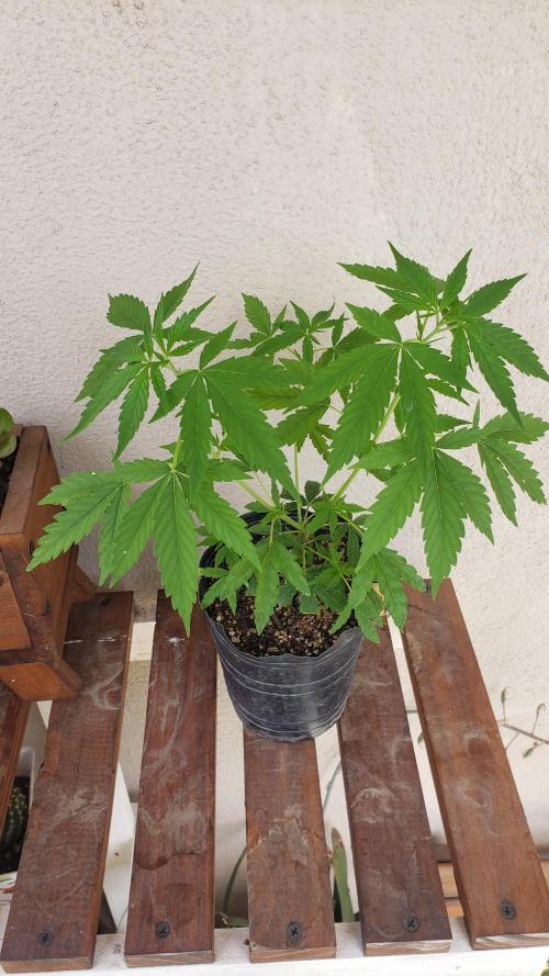 Seed Regular exterior 25/26. Week 2