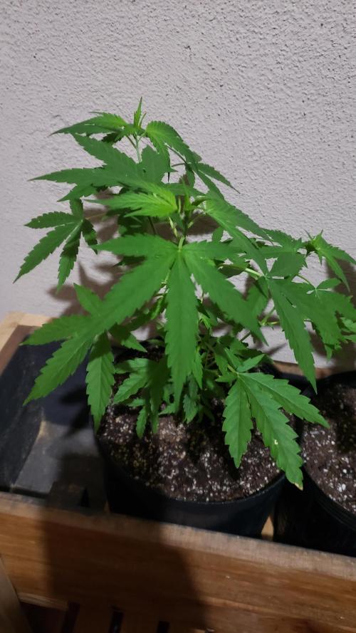 Seed Regular exterior 25/26. Week 2