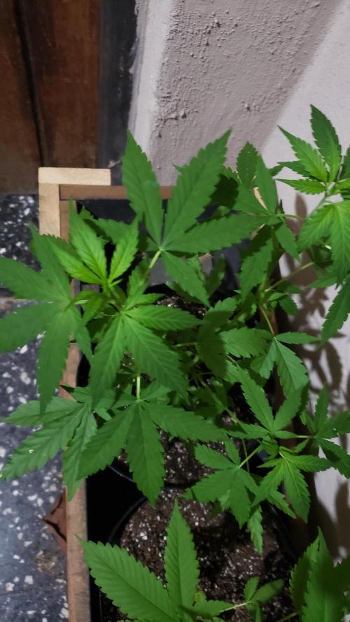 Seed Regular exterior 25/26. Week 2