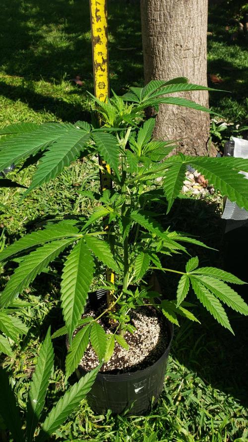 laughing budda Regular 25/26 - Outdoor. Week 3