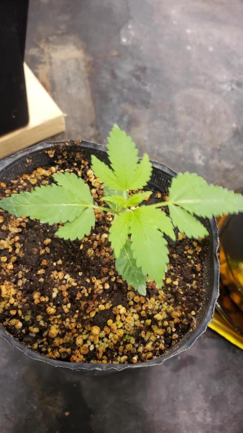 laughing budda Regular 25/26 - Outdoor. Week 3