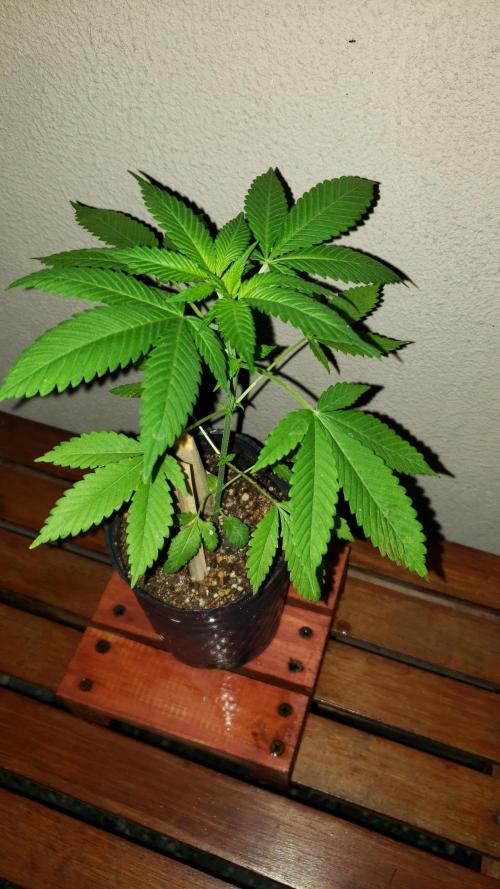 laughing budda Regular 25/26 - Outdoor. Week 3